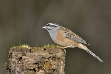 Erkek dağ kiraz kuşu bir kütüğe tünemiştir (Emberiza cia)