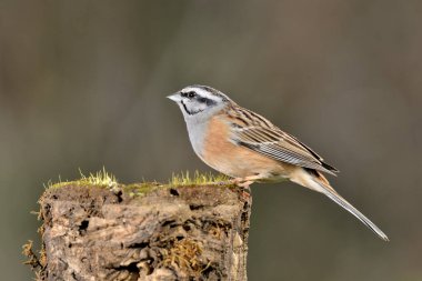 Erkek dağ kiraz kuşu bir kütüğe tünemiştir (Emberiza cia)