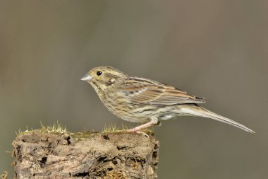 Bir kütüğe tünemiş dişi dağ kiraz kuşu (Emberiza cia)