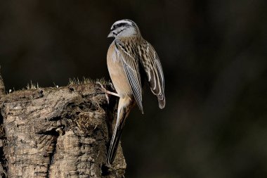 male mountain bunting in flight (Emberiza cia)