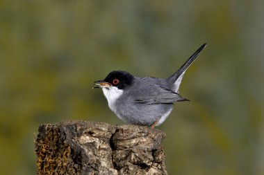 Siyah başlı erkek ötleğen bir kütüğün üzerine tünemiş (Sylvia melanocephala) 