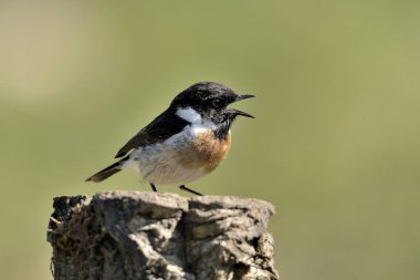 Tünekte erkek taş heykeli (Saxicola rubicola)