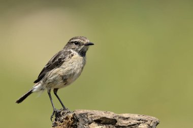 Hancıda kadın taş başlığı (Saxicola rubicola)