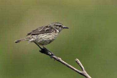 Hancıda kadın taş başlığı (Saxicola rubicola)