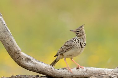 lark on a perch with green background (Galerida cristata)