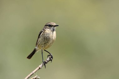 Hancıda kadın taş başlığı (Saxicola rubicola)