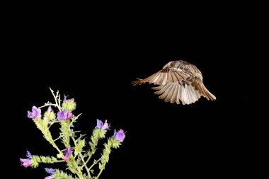 Tüneğe uçan dişi taşlar (Saxicola rubicola))