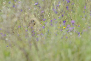 Çimlerin üzerinde oturan Avrupa kahverengi baykuşu (buteo purea)