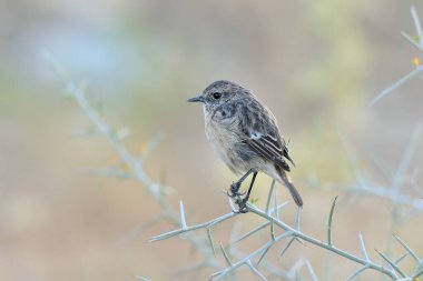 Yeşil arka planı olan bir dala tünemiş dişi taş (Saxicola rubicola))