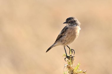 Yapıştırıcı renkli arka plana sahip bir dala tünemiş dişi taş (Saxicola rubicola)