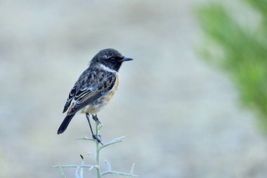 male stonechat perched on a hawthorn tree (Saxicola rubicola)