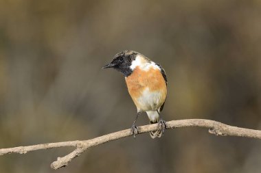 male stonechat perched on a branch and green background (Saxicola rubicola)