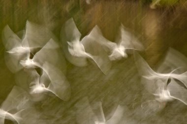 blur and shake of seagulls in flight for wallpaper (Larus michahellis)