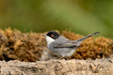 male blackcap perched on the ground with green background (Sylvia melanocephala)