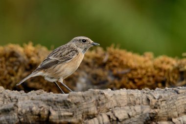 Dişi taşkakan yeşil zemin üzerinde tünemiştir (Saxicola rubicola)