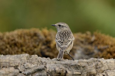 Dişi taşkakan yeşil zemin üzerinde tünemiştir (Saxicola rubicola)