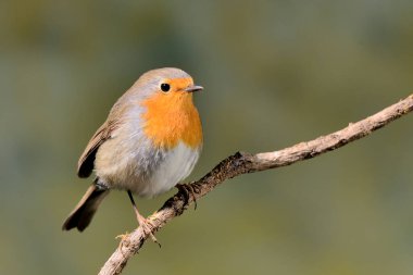 Robin yeşil arka planı olan bir dala tünedi (Erithacus rubecula)