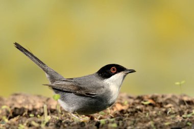 male blackcap perched on the ground with green background (Sylvia melanocephala)