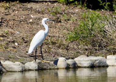 white heron at the edge of the pond (Ardea alba)