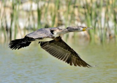 big cormorant flying over the pond (Phalacrocorax carbo) 