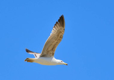Mavi gökyüzünde uçan sarı bacaklı martı (Larus michahellis))