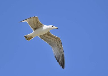 Mavi gökyüzünde uçan sarı bacaklı martı (Larus michahellis))
