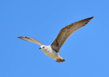 Mavi gökyüzünde uçan sarı bacaklı martı (Larus michahellis))