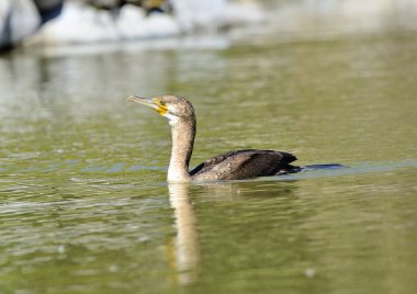 big cormorant swimming in the pond (Phalacrocorax carbo) 