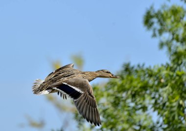 female mallard duck in flight with blue sky and green trees (Anas platyrhynchos)