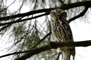 Bir ağaç dalına tünemiş küçük baykuş (Athene noctua)