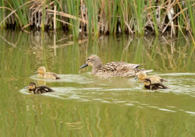 mother duck with four ducklings (Anas platyrhynchos) 