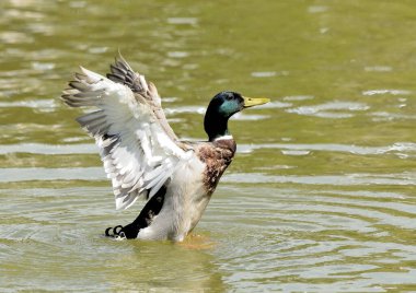 male mallard duck flapping wings in pond (Anas platyrhynchos) 