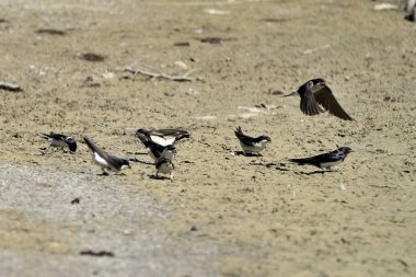 Sıradan Martin göletin kenarından çamur topluyor (Delichon urbicum)