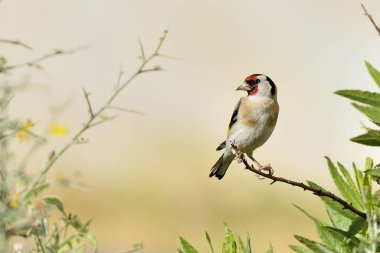 Adult goldfinch perched on a bush branch with pastel colored background (Carduelis carduelis)