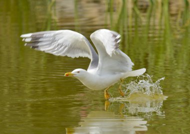 yellow-legged gull in flight over the pond (Larus michahellis) 