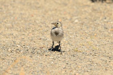 (Motacilla alba parkın zemininde beyaz kuyruk üreme ()