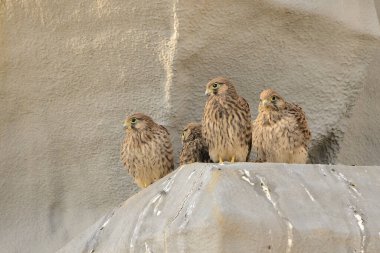 Bir kaya üzerinde bir grup genç omurga (Falco tinnunculus))