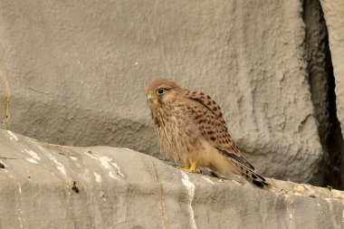 juvenile kestrel on a rock (Falco tinnunculus)