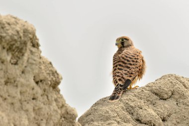 Genç kerkenez bir kayanın üzerine tünemiş (Falco tinnunculus))