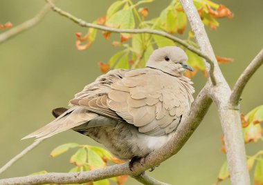 Turkish turtle dove perched on a tree branch (Streptopelia decaocto)