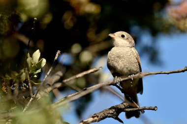 juvenile shrike perched on a tree branch (Lanius senator)