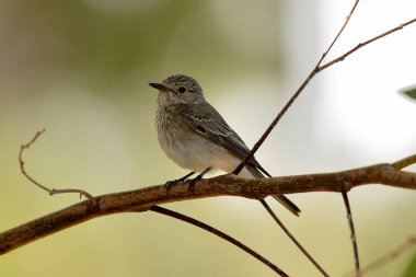 common flycatcher perched on a tree branch (Muscicapa striata) 