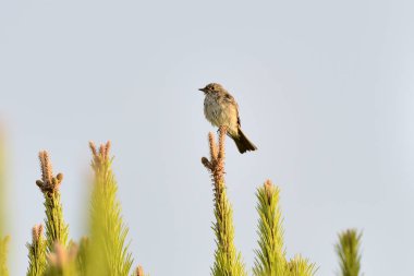 greenfinch on the top of a tree (Chloris chloris)