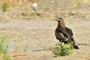 Yere tünemiş iki uçurtma (Milvus milvus)