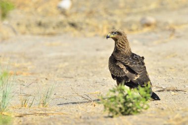 black kite perched on the ground next to a bush (Milvus milvus)