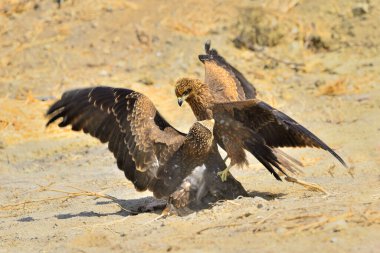 Yere tünemiş iki uçurtma (Milvus milvus)