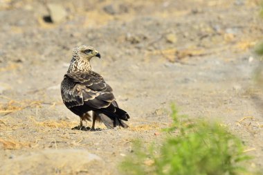 black kite perched on the ground next to a green bush (Milvus milvus)