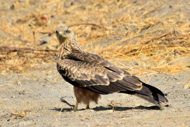 red kite perched on the ground (Milvus milvus) 