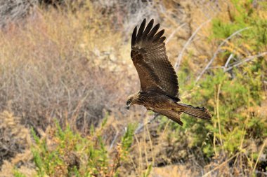 black kite in flight over the mountain (Milvus migrans)