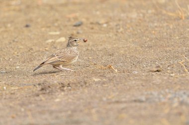 lark bird on the ground with a seed in its beak (Alauda arvensis)